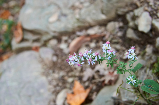 DSC00484.jpg