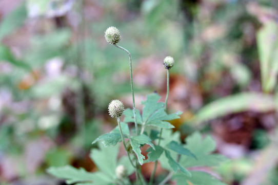 DSC00498.jpg
